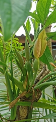 Syngonium