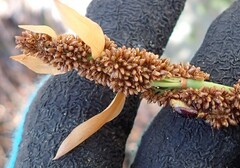 Elegia thyrsoidea