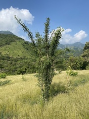 Crescentia alata