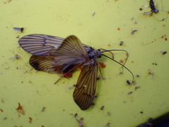 Dicosmoecus