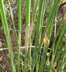 Elegia thyrsoidea