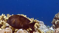 Ctenochaetus striatus