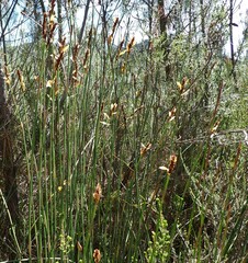 Elegia thyrsoidea
