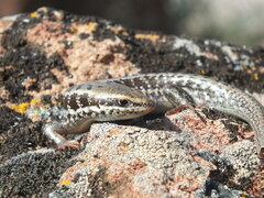 Heremites auratus
