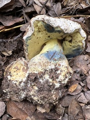 Caloboletus marshii