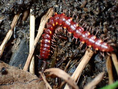 Nearctodesmidae