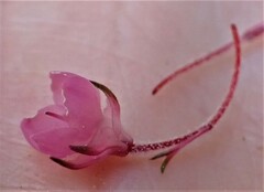 Erica cubica