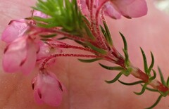 Erica cubica