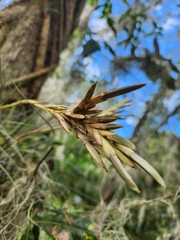 Tillandsia × floridana