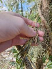 Tillandsia × floridana