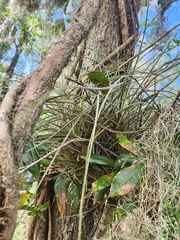 Tillandsia × floridana