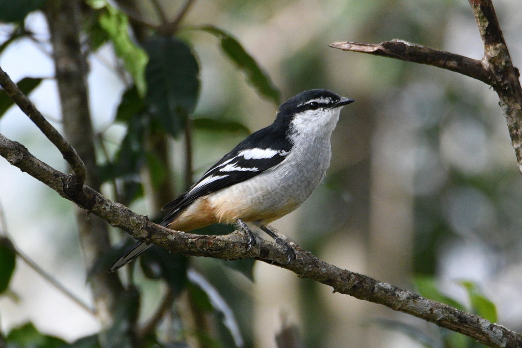 Varied Triller photo