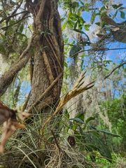 Tillandsia × floridana