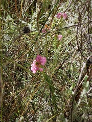 Erica cubica