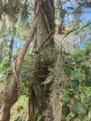 Tillandsia × floridana