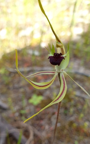 Image of Caladenia verrucosa by (c) Rosalie Lawrence, some rights reserved (CC BY)
