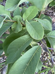 Annona macroprophyllata