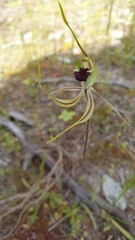 Caladenia verrucosa
