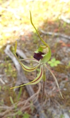 Caladenia verrucosa