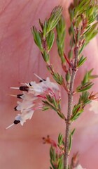 Erica fuscescens