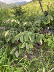 Annona macroprophyllata