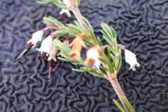 Erica fuscescens
