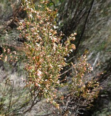 Erica fuscescens