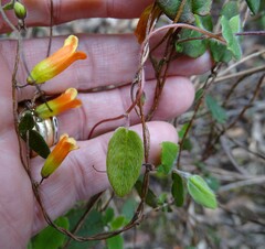 Marianthus bignoniaceus
