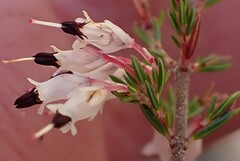Erica fuscescens