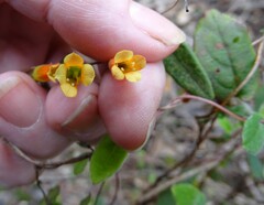 Marianthus bignoniaceus