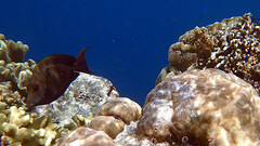 Ctenochaetus striatus