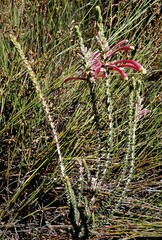 Erica densifolia