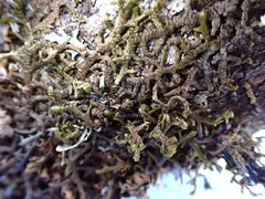 Porella
