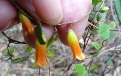Marianthus bignoniaceus