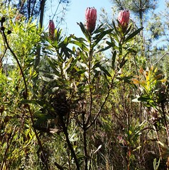 Protea neriifolia