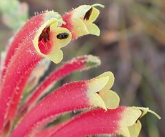 Erica densifolia