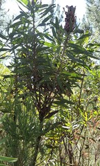 Protea neriifolia