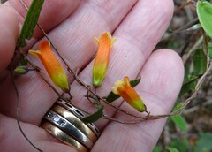 Marianthus bignoniaceus