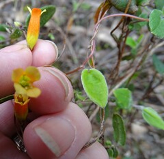 Marianthus bignoniaceus
