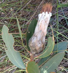 Protea mundii