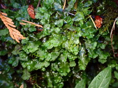 Pellia neesiana