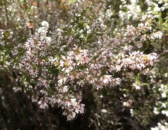 Erica fuscescens