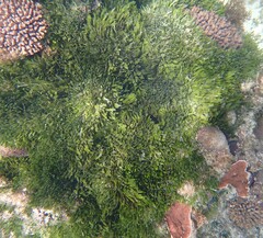 Caulerpa