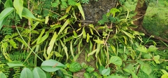 Pyrrosia