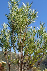 Leucadendron eucalyptifolium