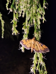 Ategumia ebulealis