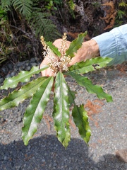 Quintinia serrata