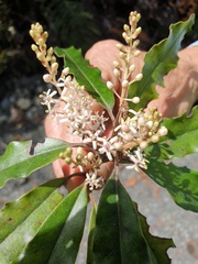 Quintinia serrata