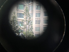 Eudynamys scolopaceus