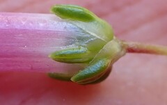 Erica diaphana